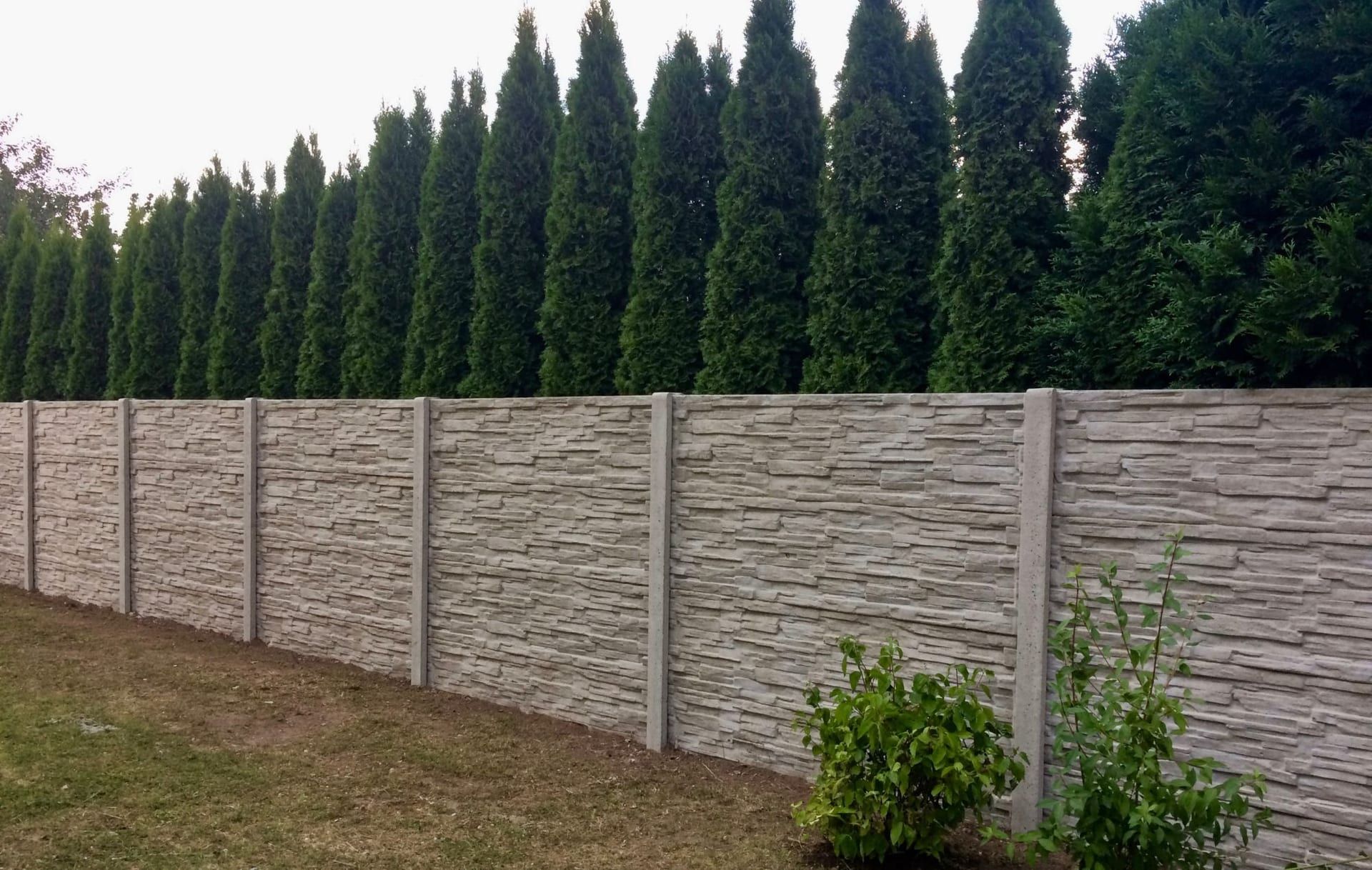 Betonový plot u zahrady s řadou tují — realizace Stavíme ploty